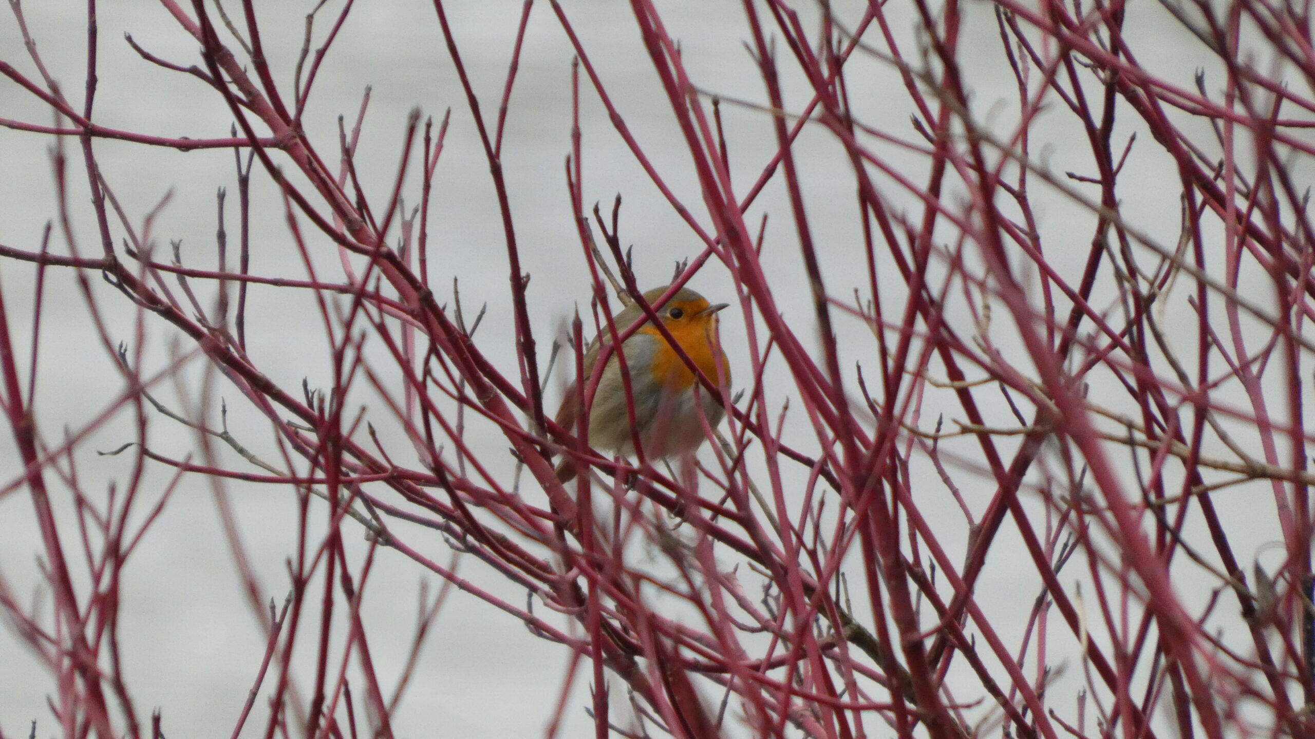 Obserwowałem ptaki przez 365 dni. „To wciąga jak bagno!”